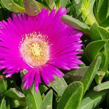 Apartment Agapanthus